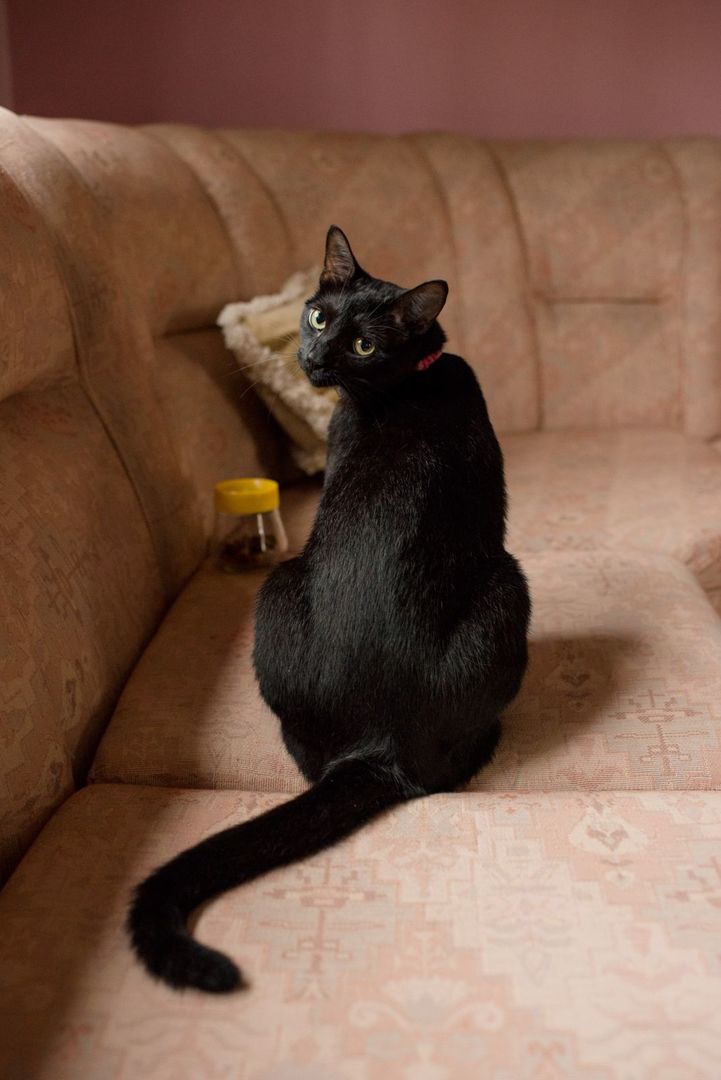 Foto Bruno e Fernanda | Pré Wedding - Imagem 8